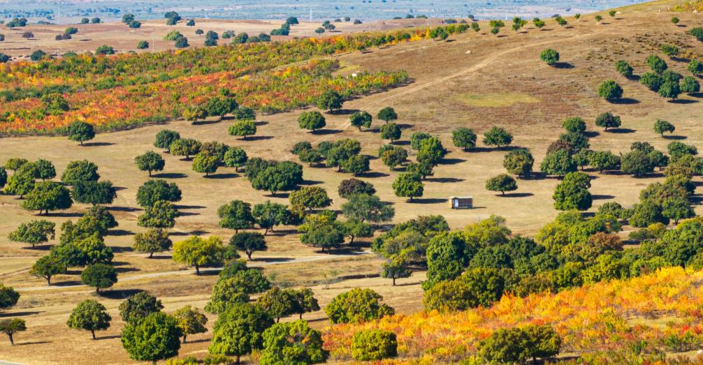 内蒙古：五角枫林秋意渐浓