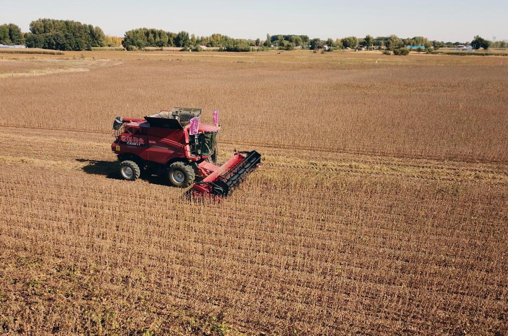 内蒙古扎赉特旗：“良种良法”助力大豆高产